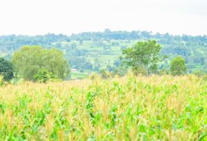 crop farming