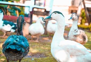 poultry farming