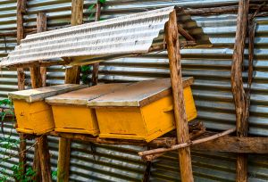 Honey Harvesting