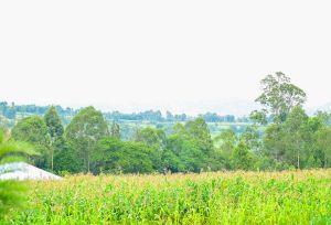 crop farming