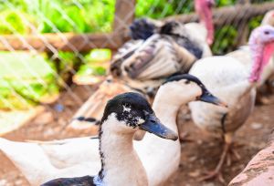 poultry farming