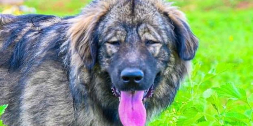 Caucasian Shepherds