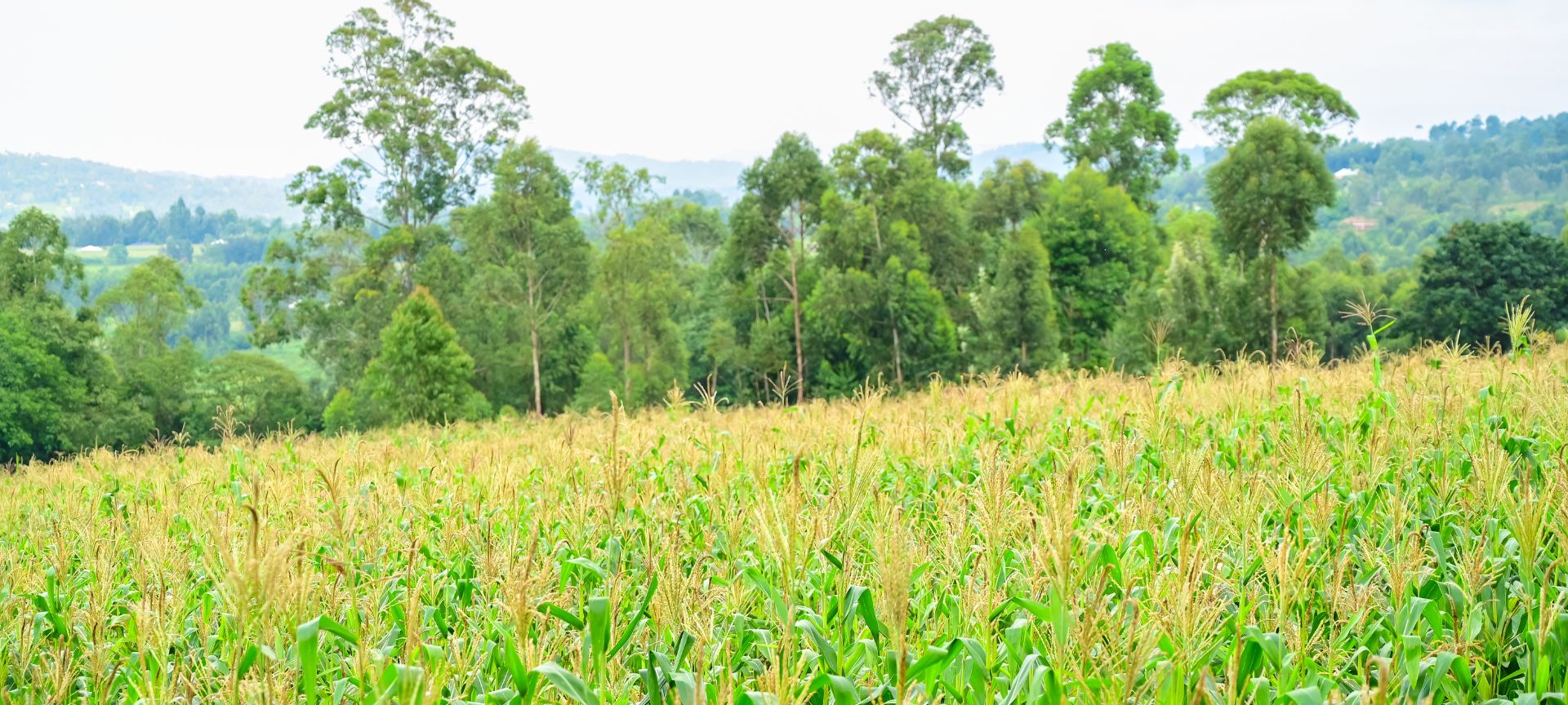 Crop Farming-gk