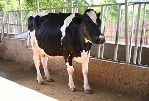 Greenwood Kikwetu Cows