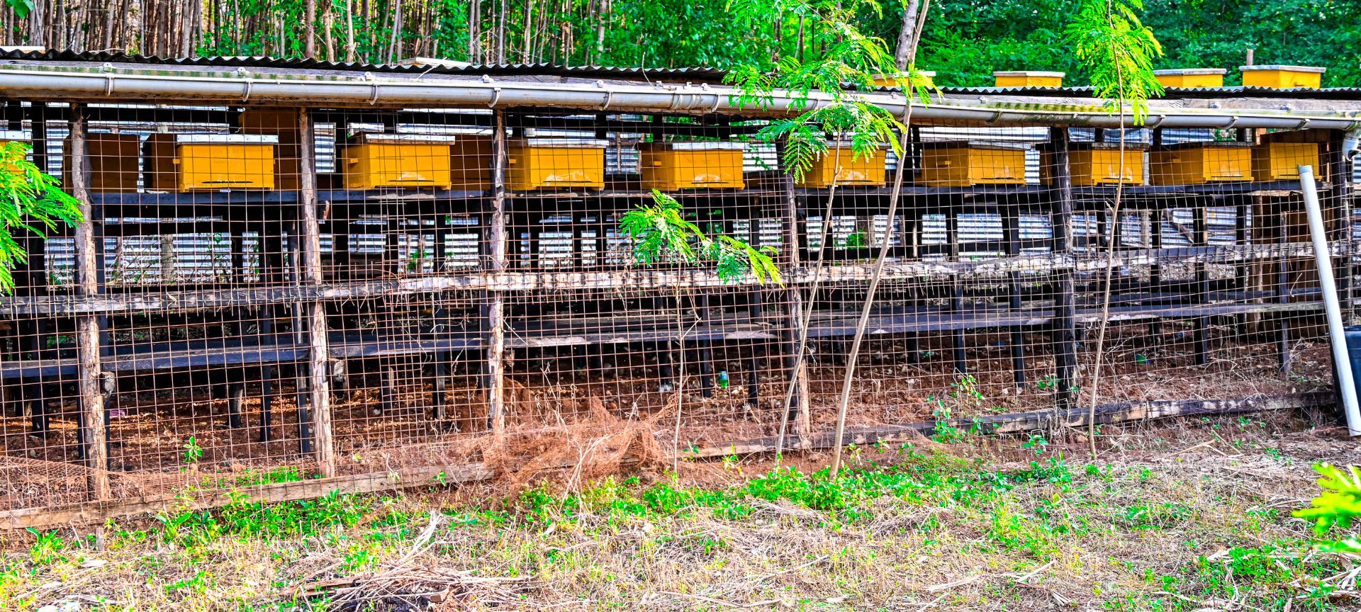 Honey Harvesting-gk