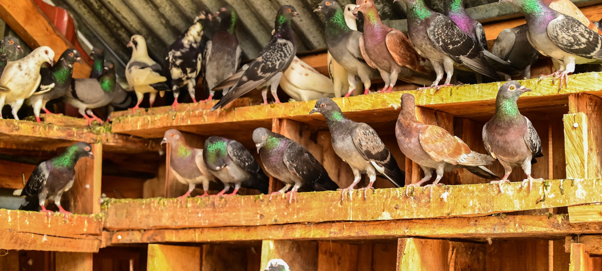 Poultry farming-gk